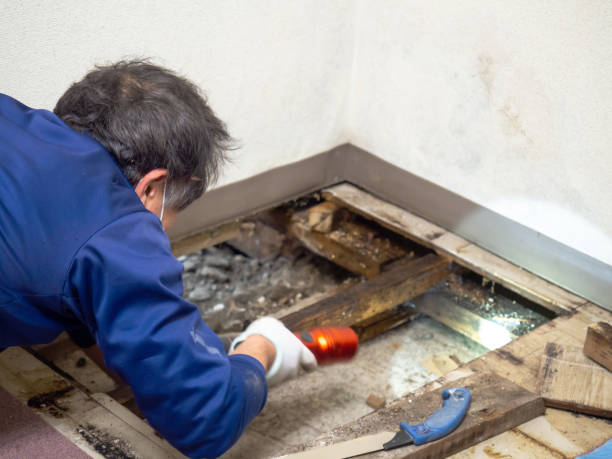 Best Local Mold Removal Service  in Riverside, CT