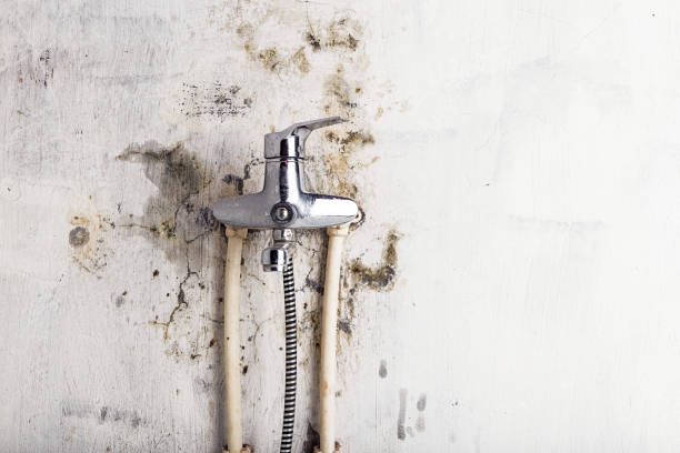 Best Professional Mold Removal  in Riverside, CT