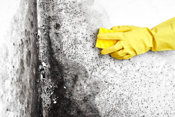 Best Fast Mold Removal  in Riverside, CT