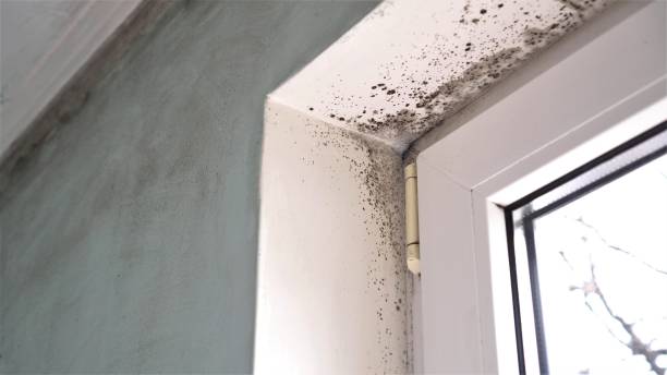 Best Mold Testing  in Riverside, CT