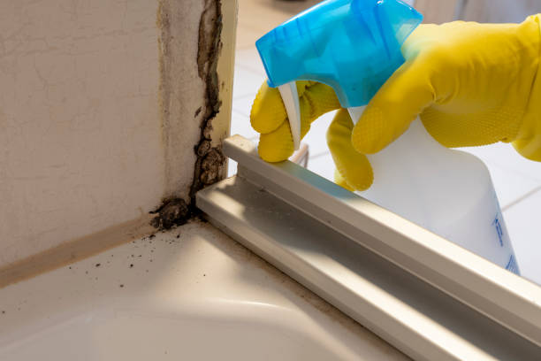 Mold Removal and Inspection in Riverside, CT