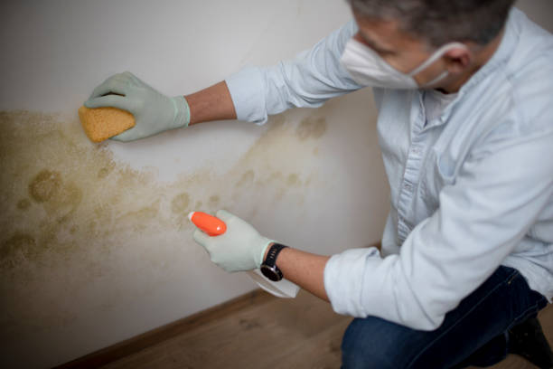 Best Certified Mold Removal  in Riverside, CT