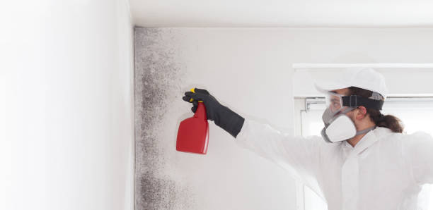 Mold Removal Process in Riverside, CT