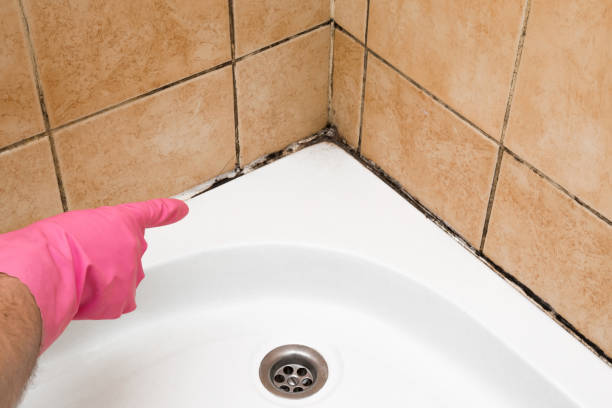 Best Professional Mold Removal  in Riverside, CT