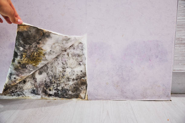Best Mold Removal Company Near Me  in Riverside, CT